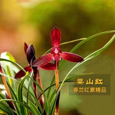 春兰带花苞色花兰花苗【娄山红】室内外浓香型盆栽阳台绿植花卉