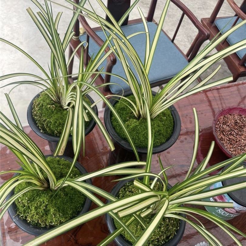 老种宋春线艺中透朱金艺【帽艺丝稿艺】花卉绿植盆栽好种兰花