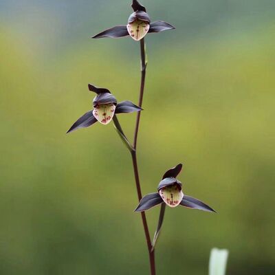 花苞精品花苗名贵花卉开花名品带