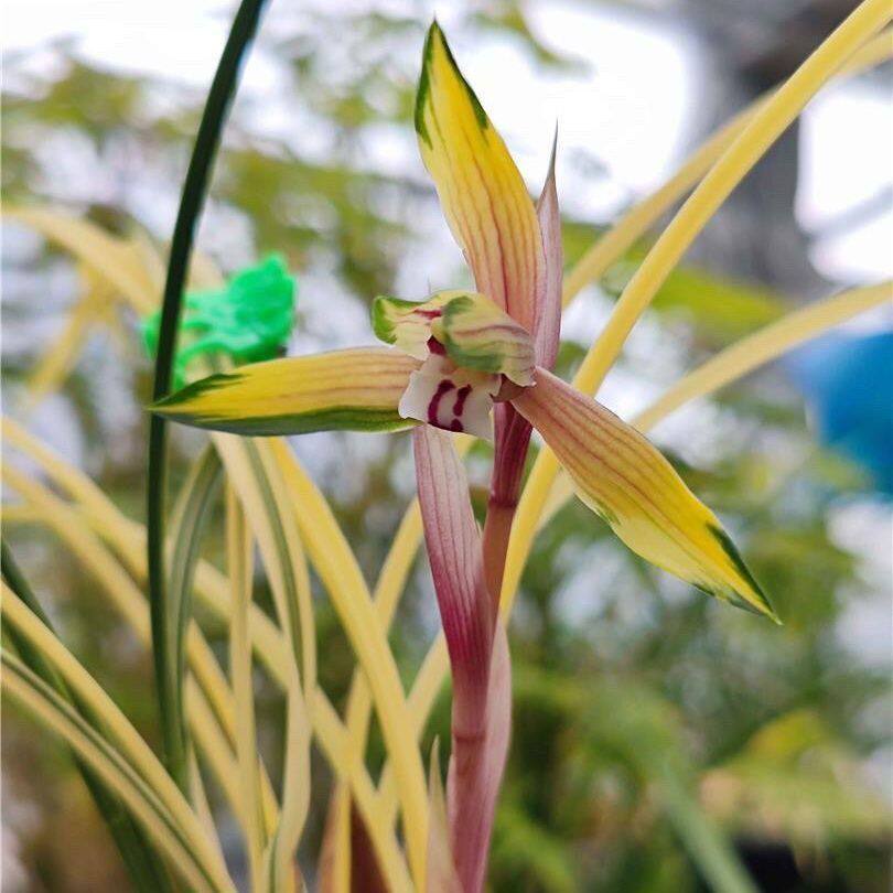 中透兰花艺浓香型兰花春兰【北伦之光】花卉室内外绿植盆高档艺草