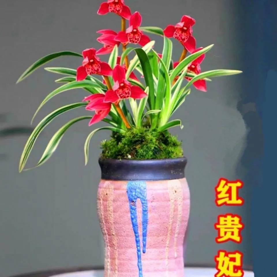 金边浓香型建兰矮种鹤艺兰花大全【红贵妃】好养好香矮种室内花卉