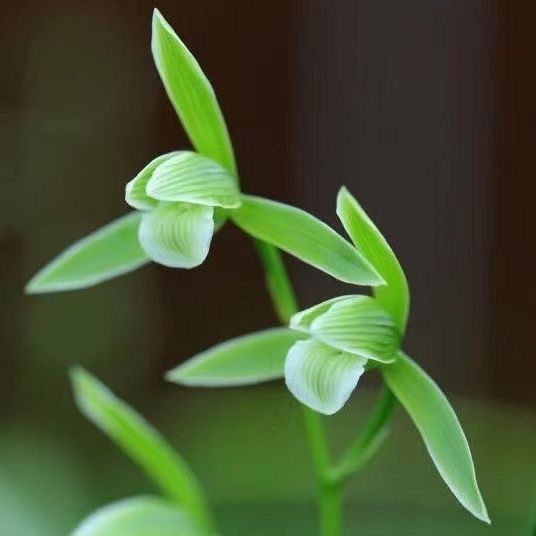 带花苞寒兰【天道素】室内外