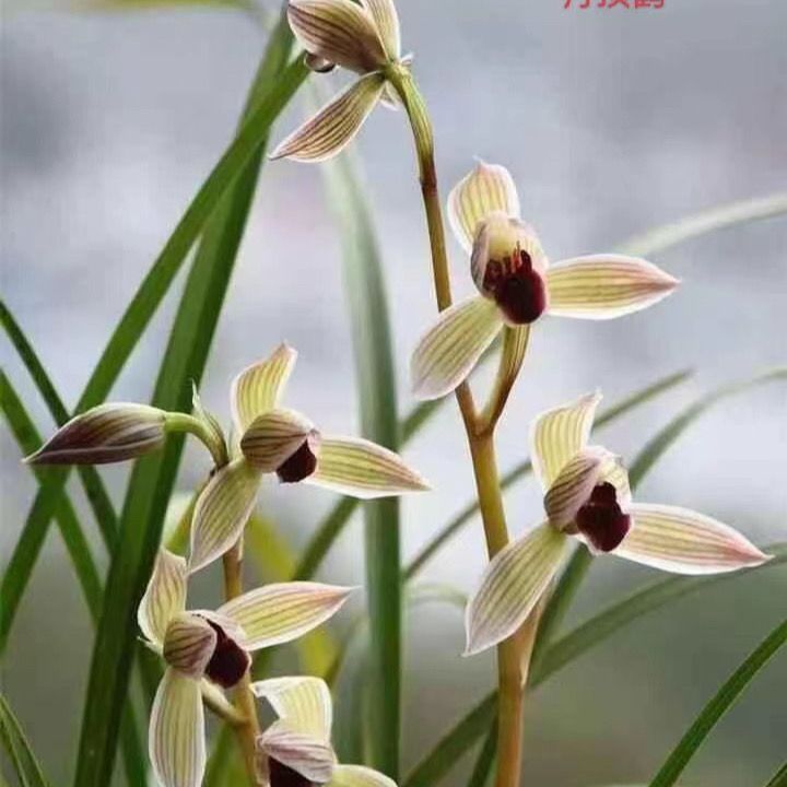 带花苞兰花苗【丹顶鹤】浓香型室内室外懒人盆栽名贵花卉当年开花