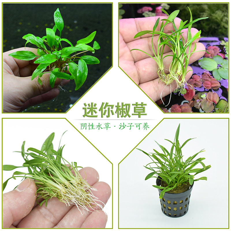 迷你水兰水草苦草椒草原生溪流鱼缸造景套餐懒人阴性水下淡水植物