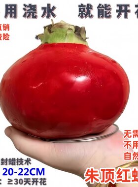 朱顶红蜡球好运礼品开花蜡球客厅