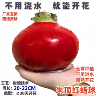 朱顶红蜡球封蜡重瓣朱顶红种球四季开花植物室内阳台绿植盆栽好养