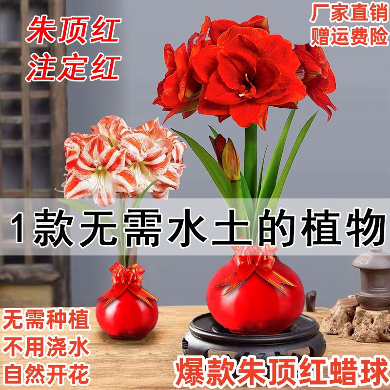 朱顶红蜡球好运封冬礼盒礼品开花