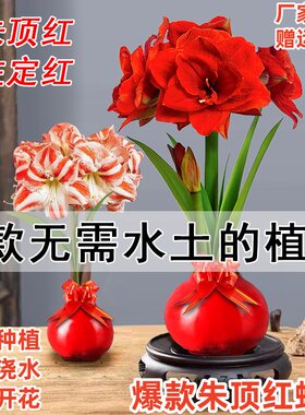 朱顶红蜡球好运封冬礼盒礼品开花
