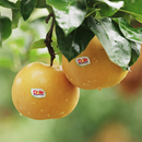 DOLE都乐秋月梨新鲜当季 6粒薄皮一整箱 水果秋月梨1.6kg4