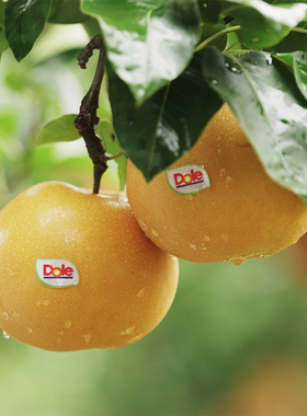 DOLE都乐秋月梨新鲜当季水果秋月梨1.6kg4-6粒薄皮一整箱