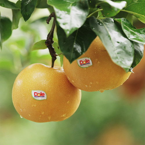 Dole都乐羊脂秋月梨生鲜水果
