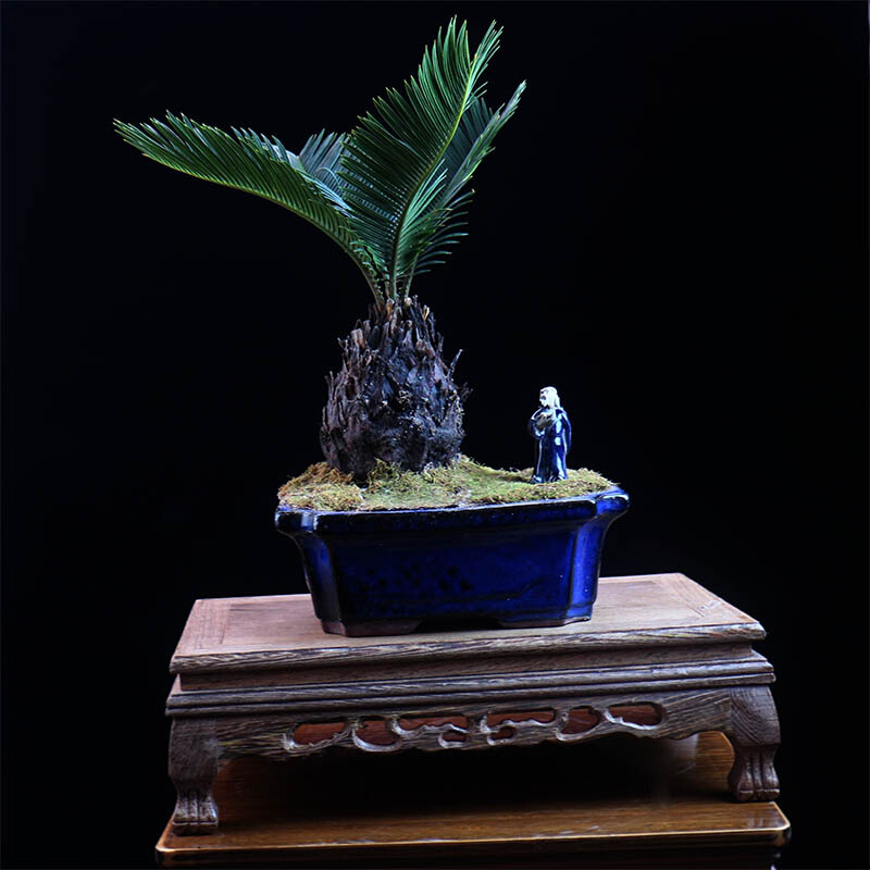 直销定制铁树盆栽茶台桌面精品好养小绿植摆件室内办公室植物苏铁