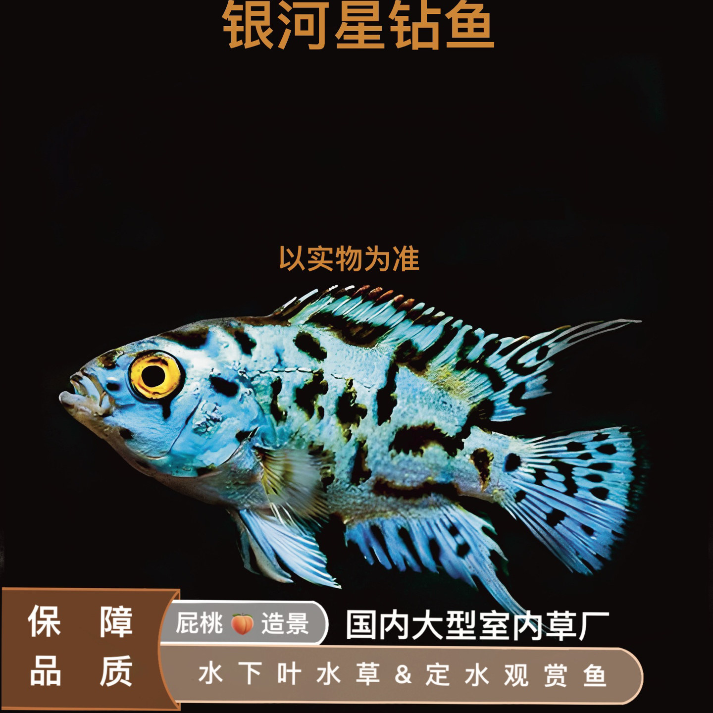 银河星钻（定水）群游星钻短鲷三湖慈鲷美洲慈鲷鱼热带新手易养鱼