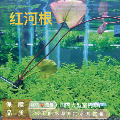 红河根水草水下叶 古法缸推荐睡莲类 易养造景懒人水草