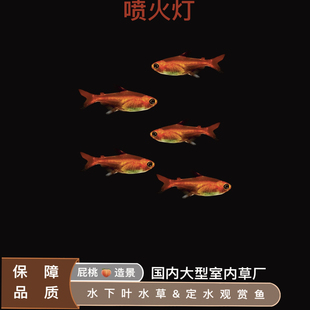 喷火灯鱼群游小型热带观赏鱼淡水好养耐活红绿灯科鱼草缸除藻活体