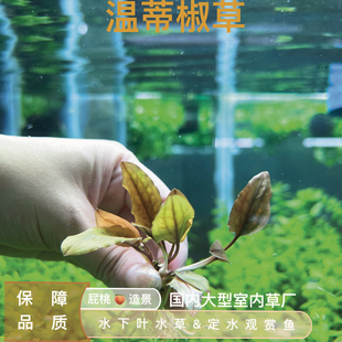 绿温蒂椒草（水下叶）多植株（裸草发货无杯泥）鱼缸造景水草