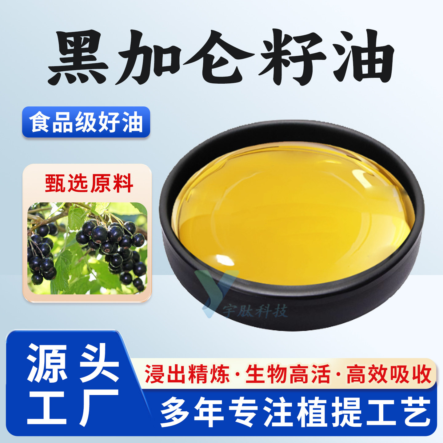 黑加仑籽油 植物基础油 黑加仑油 食品级原料 厂家直销 现货 正品