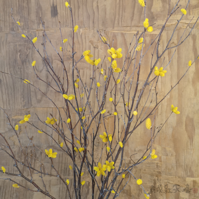 腊梅迎春树枝干花咖啡馆艺术馆家居摆设落地花瓶摄影道具喜庆新品