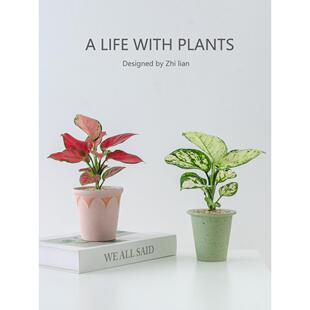 吉利红绿植室内小盆栽桌面工位高级感白如意好养如意皇后观叶植物