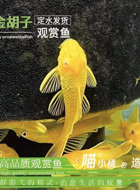 黄金胡子群游草缸除藻工具鱼老虎小精灵女王大帆一线飞狐小猴爆款