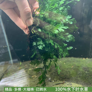 矮种黑木蕨真正水下叶鱼缸造景阴性水草无碳可养活体植物爆款新品
