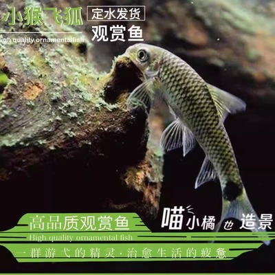 小猴飞狐一草缸除藻王工具鱼老虎小精灵观赏鱼爆款特惠活体热带鱼