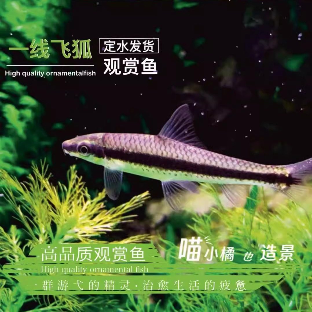 一线飞狐一定水发货草缸除藻王工具鱼小精灵黄金胡子热带淡水爆款