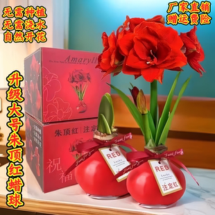 朱顶红蜡球封蜡重瓣朱顶红种球四季开花植物室内阳台绿植盆栽好养