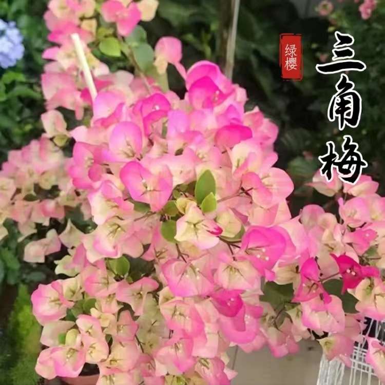 三角梅盆栽大苗带花室内外爬藤绿植物好养耐寒梅花卉四季开花