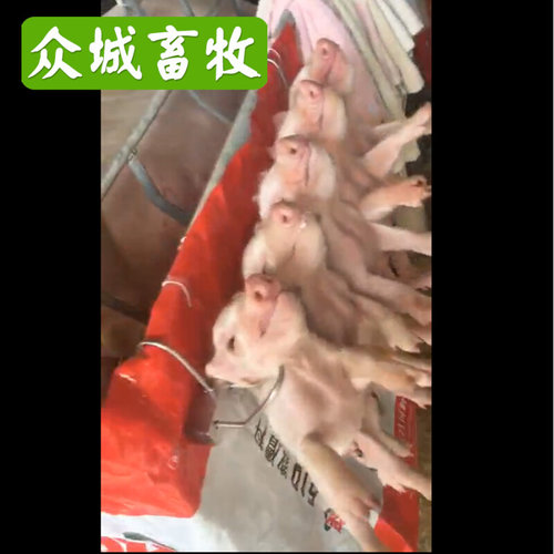 。仔猪滴鼻架挂钩剪牙注射灌药一体挂钩小猪产床剪脐带阉割用固定