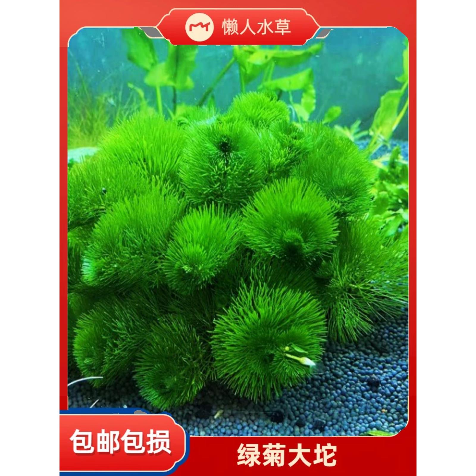 鱼缸水草植物真草造景套餐绿菊阴性蜈蚣爬地珍珠莫斯淡水无土水榕