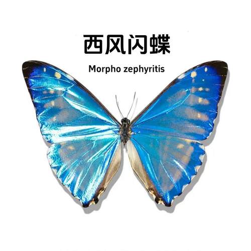 西风闪蝶真蝴蝶标本凤蝶大小蓝闪蝶蛱蝶蛾娆情侣生日礼物装饰摆饰