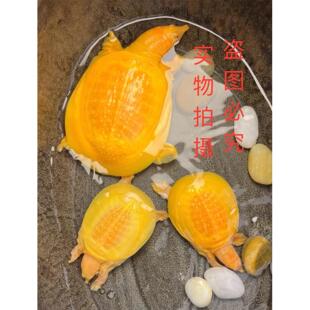 黄金鳖黄金甲鱼黄化甲鱼白化变异甲鱼龟宠物观赏鱼鱼缸粉雪甲鱼活
