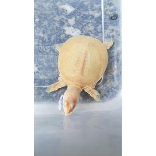 粉雪白化鳖黄金鳖苗白色鳖黄金甲鱼变异珍珠鳖水鱼鳖红眼白化甲鱼