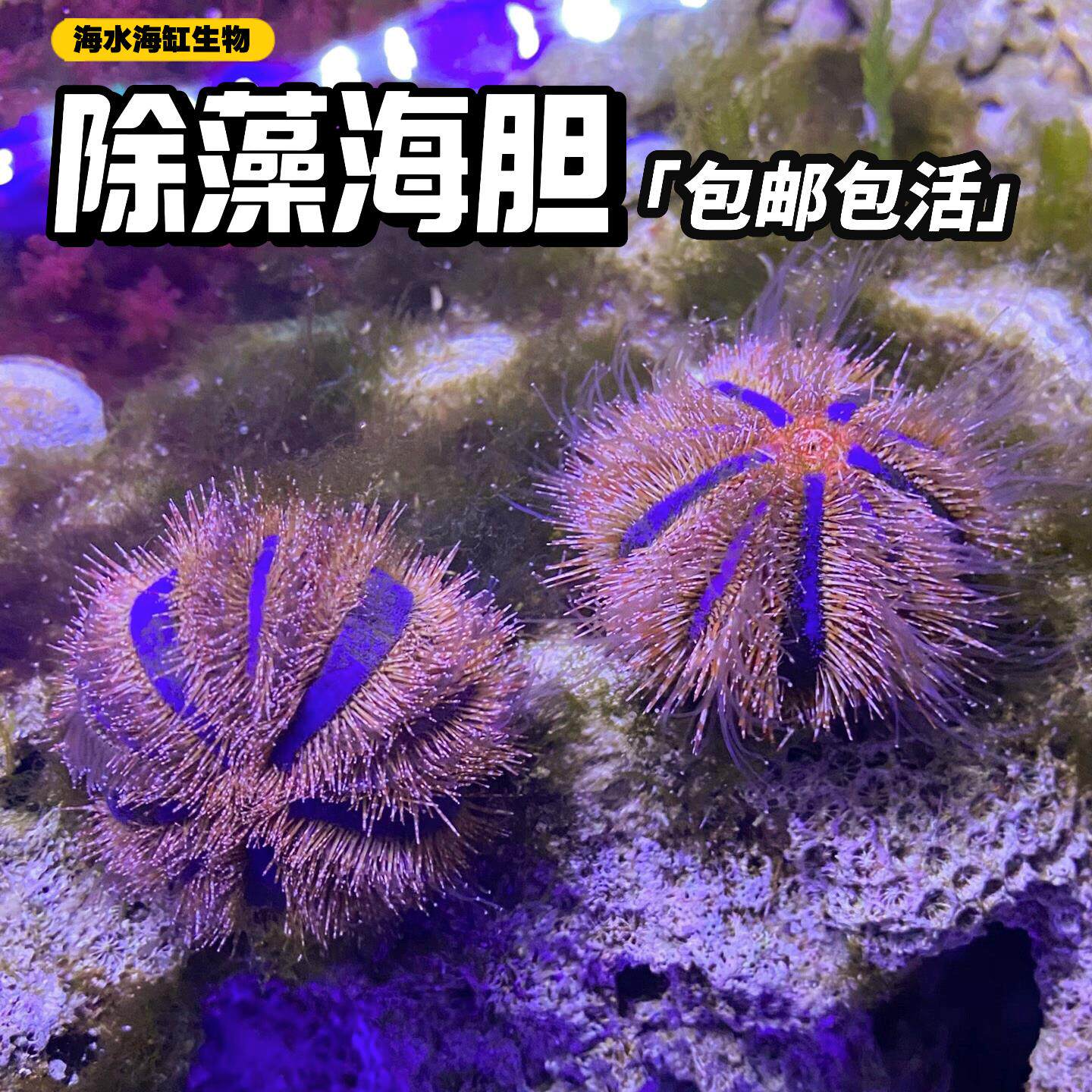 蓝礼服海胆珊瑚缸除藻啃钙藻黑海胆清洁观赏鱼长刺魔鬼海胆清洁