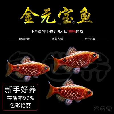 热带观赏鱼活体钻石彩虹鲫鱼紫红两点彩虹鲫金元宝鱼温顺群游包