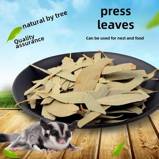 蜜袋鼯桉树叶蜜袋鼬祛味垫材干树叶烘干蓝桉树叶磨牙零食
