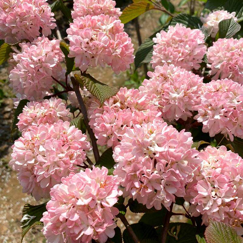 厂家原生粉团荚蒾玛丽弥尔顿木绣球盆栽大苗庭院大灌木乔木粉色木