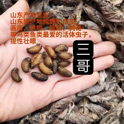 小黄虫小皮虫画眉鸟鸟类提性壮膘