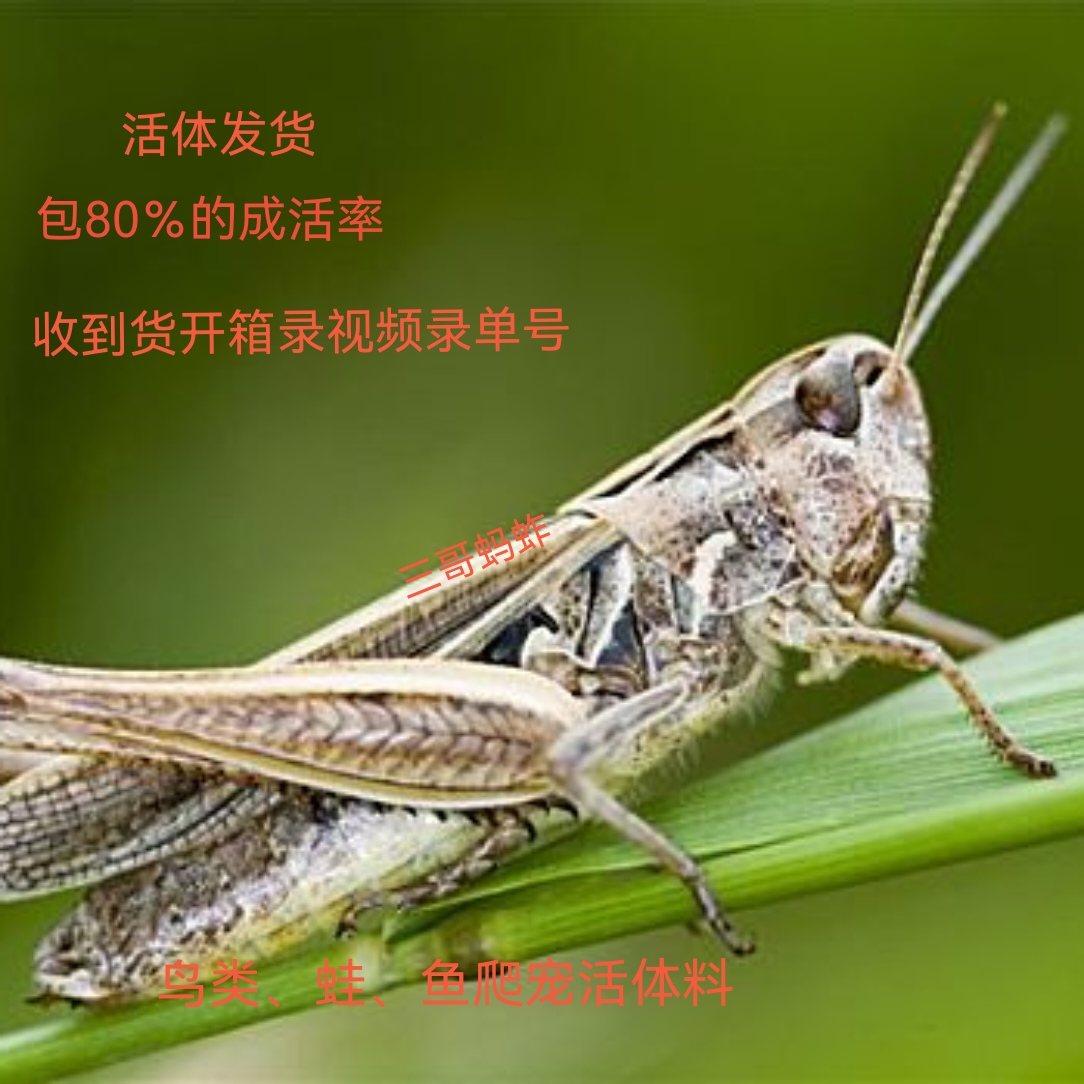 蚂蚱新鲜活虫蝗虫蚱蜢蚂蚱蝗虫做鸟饲料胡蜂马蜂大虎头蜂饲料虫