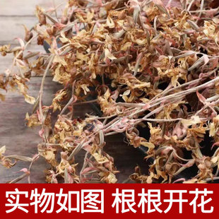 正宗福建南靖金线莲林下种植根根开花工厂直发