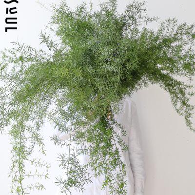 狐尾天门冬蓬莱松文竹天门冬水培植物室内水养植物观叶小众