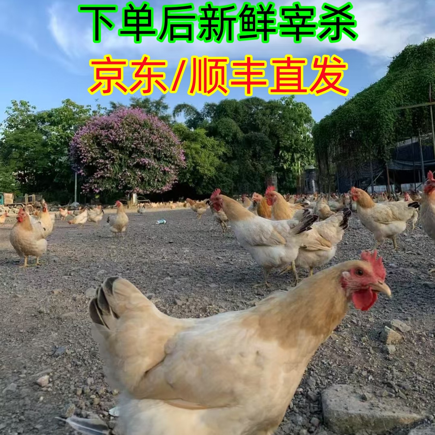 广西果园散养古典三黄鸡活鸡现宰鲜发正宗散养土鸡自养顺丰京东,水产肉类/新鲜蔬果/熟食,整鸡/整鸡制品,淘宝优惠券,粉丝福利购,淘宝优惠卷