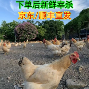 广西果园散养古典三黄鸡活鸡现宰鲜发正宗散养土鸡自养顺丰京东