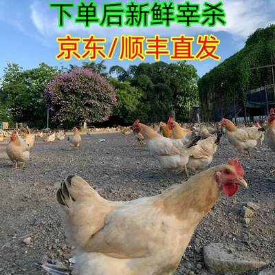 整只现发广西农场散养古典三黄鸡