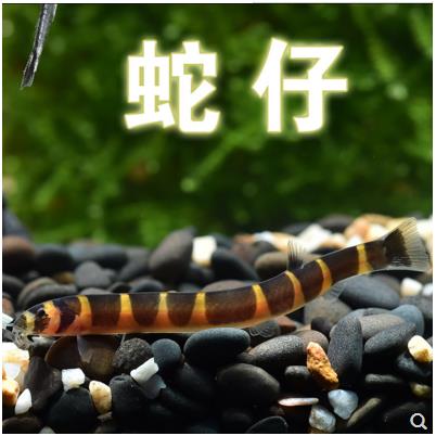 蛇仔鱼苦力泥鳅观赏鱼热带鱼除蛋白虫涡虫虾缸搭档清洁鱼易养鱼