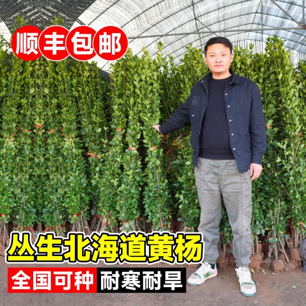 丛生大叶北海道黄杨树苗直立冬青庭院别墅篱笆墙围栏四季绿化苗木