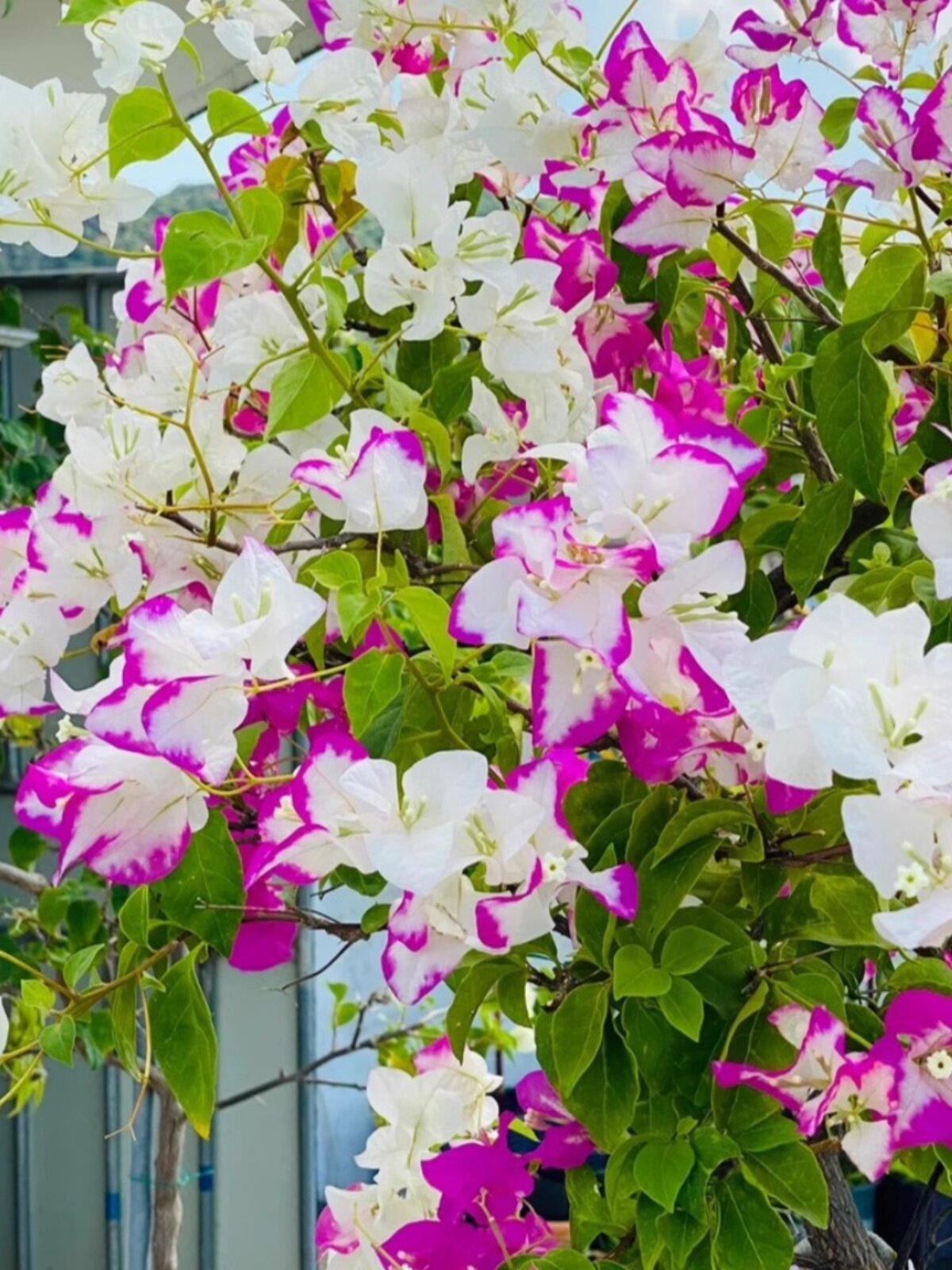 椰子冰三角梅飘枝爬藤垂钓阳台的勤花品种四季开花原生多色复色花