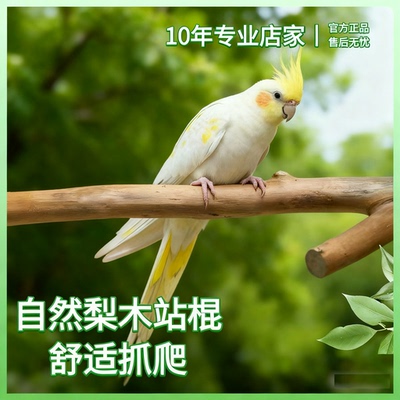 小太阳玄凤鹦鹉天然野生梨木站杆