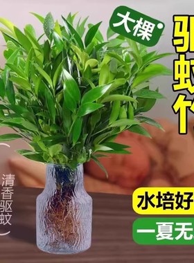 驱蚊竹水培祛蚊竹柏植物室内外蚊子克 克星水培绿植花卉盆栽办公